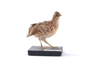 Image description is not available for 2000.3.1